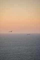 Seagulls flying in the sky at sunset. Bird shot at the golden hour. seabirds, seagulls.