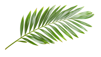 Lush Green Palm Frond  Tropical Leaf  Exotic Plant  Nature Photography  Isolated on Black