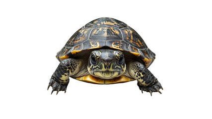 Fototapeta premium Majestic turtle in natural habitat during daylight