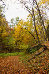 Autumn forest with yellowed trees and fallen leaves