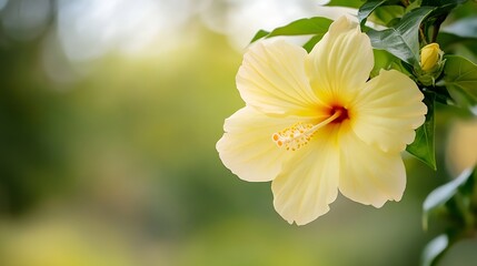 Obraz premium Gorgeous yellow hibiscus flower blooming beautifully against a soft blurred green background : Generative AI
