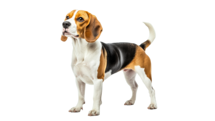 Beagle poses confidently in bright setting