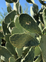 Cactus pads on a sunny day in a desert landscape showcasing vibrant green colors and unique textures of plant life