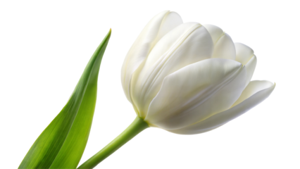 Simple White Tulip Flower with Soft Smooth Petals on a Transparent Background