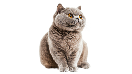 Gray cat with bright yellow eyes sitting