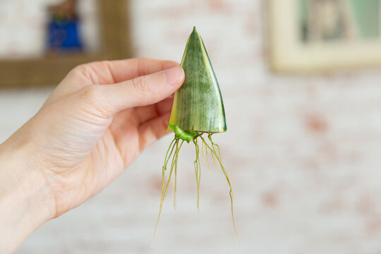 Sanseviera propagation: A cutted leaf is growing roots and a sprout. Held in hand, depth-of-field