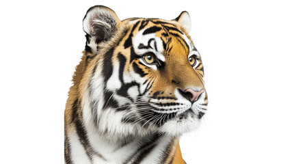 Fototapeta premium Majestic tiger showcasing strength and beauty