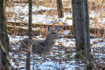 White-tailed deer (Odocoileus virginianus) bedded down in a Wisconsin forest in January