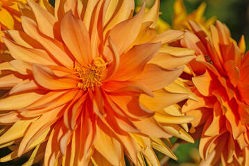 Fototapety na wymiar - Fototapeta24.pl