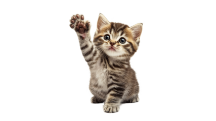 Cute kitten waving paw with playful demeanor
