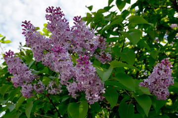 A blooming lilac bush in the garden on a sunny spring day. Large inflorescences of lilac flowers close-up