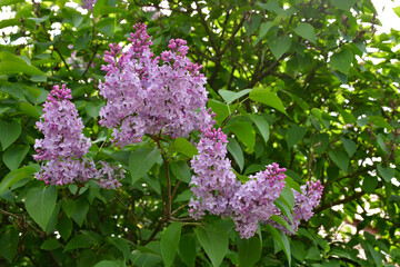 A blooming lilac bush in the garden on a sunny spring day. Large inflorescences of lilac flowers close-up