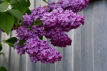 A blooming lilac bush in the garden on a sunny spring day. Large inflorescences of lilac flowers close-up