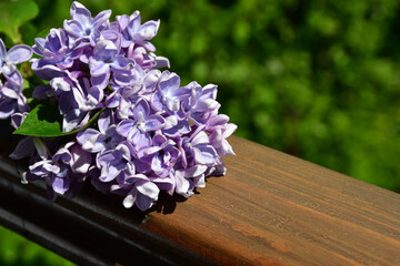 A branch of terry lilac lies on a wooden railing. Lilac flowers close up against a blurred background. Large inflorescences. selective focus. without retouching and processing