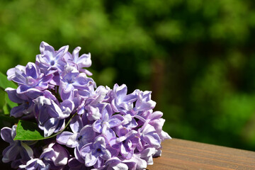 A branch of terry lilac lies on a wooden railing. Lilac flowers close up against a blurred background. Large inflorescences. selective focus. without retouching and processing