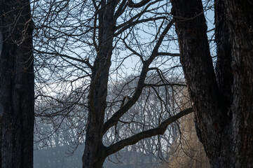 Silhouette einer kahlen Baumkrone  im Park