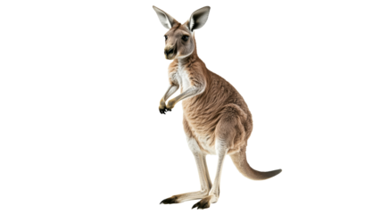 Kangaroo standing upright in a natural pose