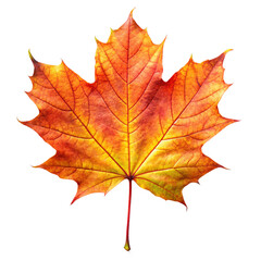 Realistic Maple Leaf on White Background