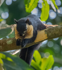Black Giant Squirrel in Assam,  India 