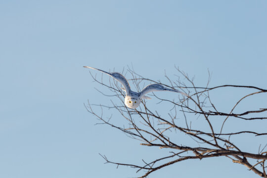 Snowy Owl Flying While Hunting
