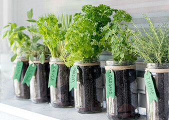 Fresh herbs such as parsley, oregano, and basil growing in mason jars with handwritten labels. A neatly arranged indoor herb garden.