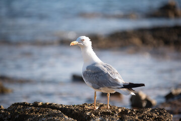 A seagull standing on a rocky shore with the sea in the background. Coastal wildlife, marine bird, summer, seaside.