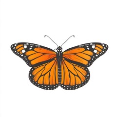 Naklejka premium Elegant Monarch Butterfly in Minimal and Refined Style on White Background
