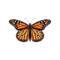 Fototapeta premium Elegant Monarch Butterfly with Minimal White Background in Alexander Marshal Style