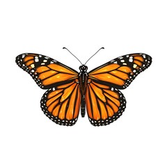 Fototapeta premium Elegant Monarch Butterfly on Minimalist White Background
