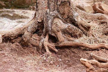 Roots of pine trees exposed by erosion of red soil, Boulder, Colorado
