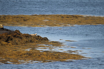 Seal lying on rock by the water