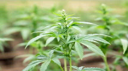 Naklejka premium Fresh Cannabis Plant Growing in a Lush Green Field Under Natural Sunlight : Generative AI