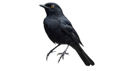Blackbird perched gracefully in natural pose