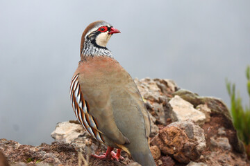 Close-up look of a partridge