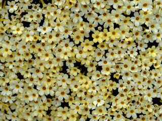 Yellow Dionysia Monika flowers seen from above
