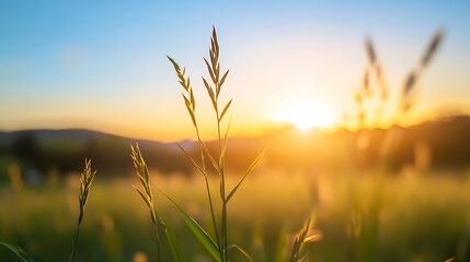 Fototapeta premium Golden sunrise illuminating tall grass creating a picturesque natural morning scene : Generative AI