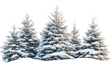 Snowy pines form a peaceful winter scene