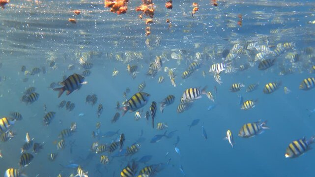 School of sergeant fish eating garbage on sea surface. Video footage