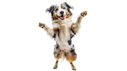 Happy dog performing tricks indoors during the day