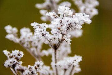 Frozen Buds on a Branch in Winter
