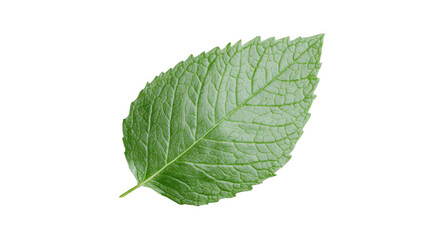 Obraz premium green leaf isolated on white background