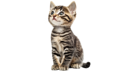 Playful kitten sitting on a white background