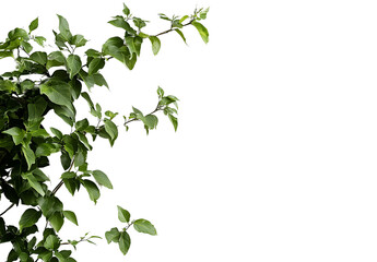 a plant isolated on a transparent background