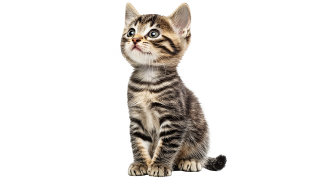 Playful kitten sitting on a white background