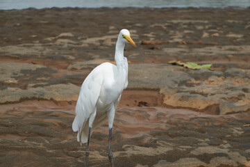 Jaco, Costa Rica - November 21, 2024 - Great Egret - Ardea alba, in the banks of Tarcoles river, in Puntarenas province