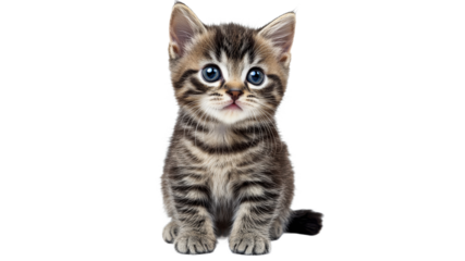 Cute kitten with blue eyes sitting calmly indoors