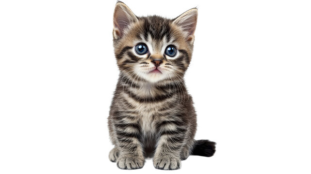 Cute kitten with blue eyes sitting calmly indoors - Powered by Adobe