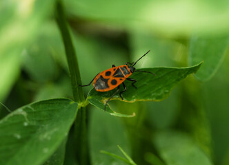 A European Firebug (Pyrrhocoris apterus) is known for its distinctive color and tendency to gather in groups perched on a green leaf. Its long, slender black antennae are clearly visible.