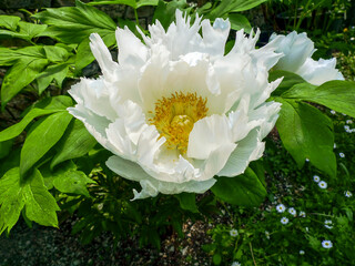 Magnificent peony flower (Paeonia officinalis) also known as the peasant peony.