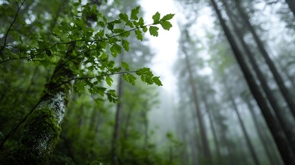 Obraz premium Lush Green Leaves and Towering Trees in Misty Evergreen Forest : Generative AI